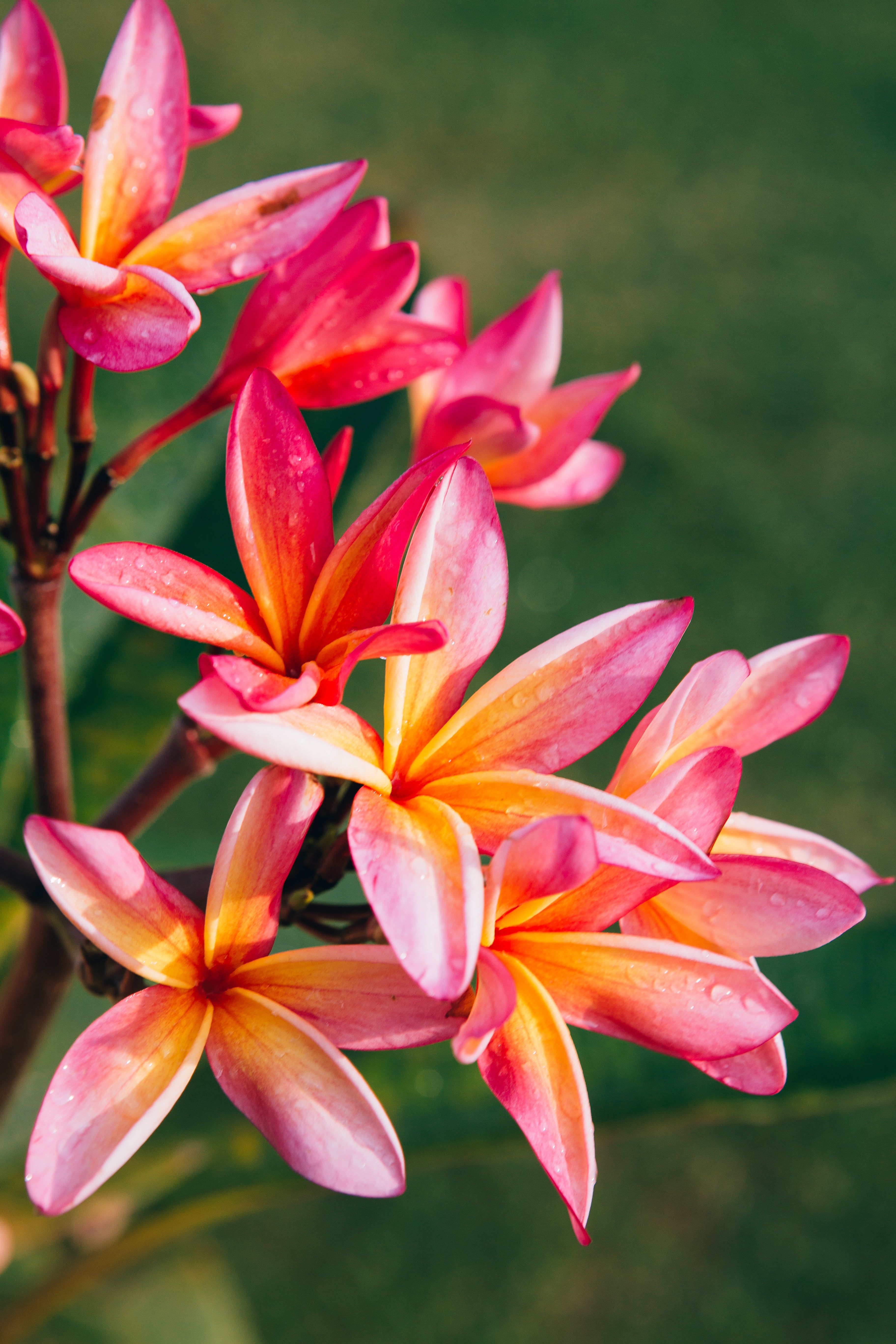 Plumeria / Kauai Island, Hawaii – Always Sunshine Co.