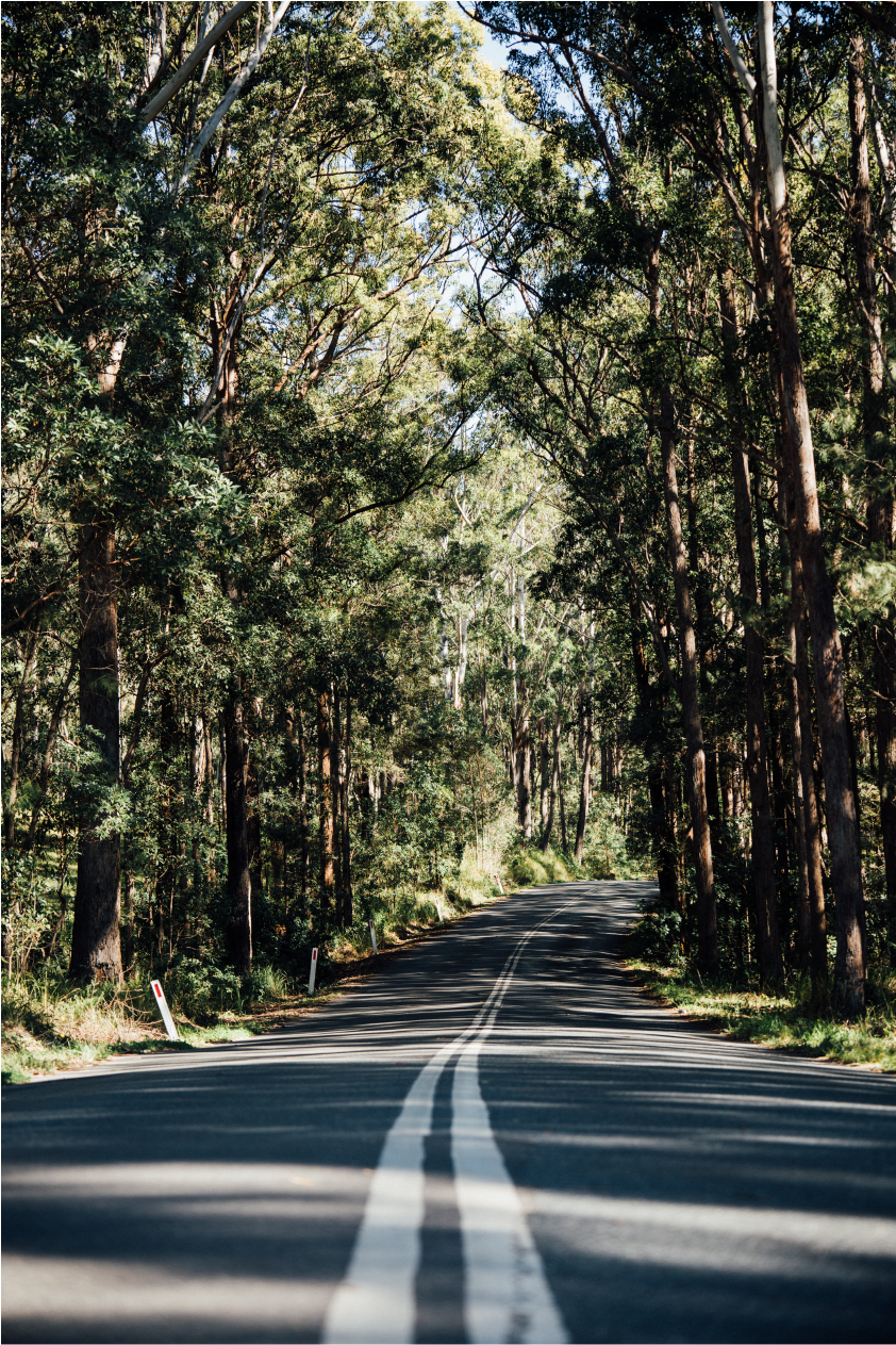 The Eucalyptus Tree Road / Australia