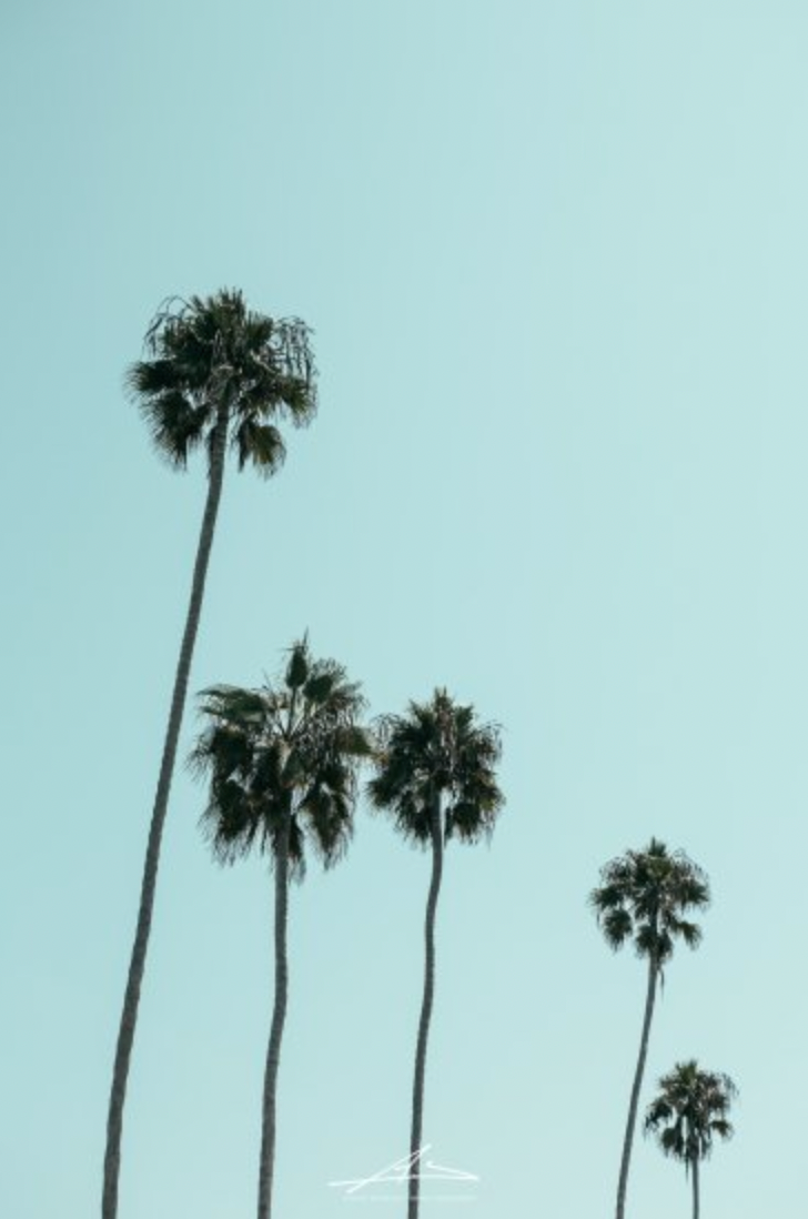 Southern California Palm Trees / Swamis, Encinitas, California
