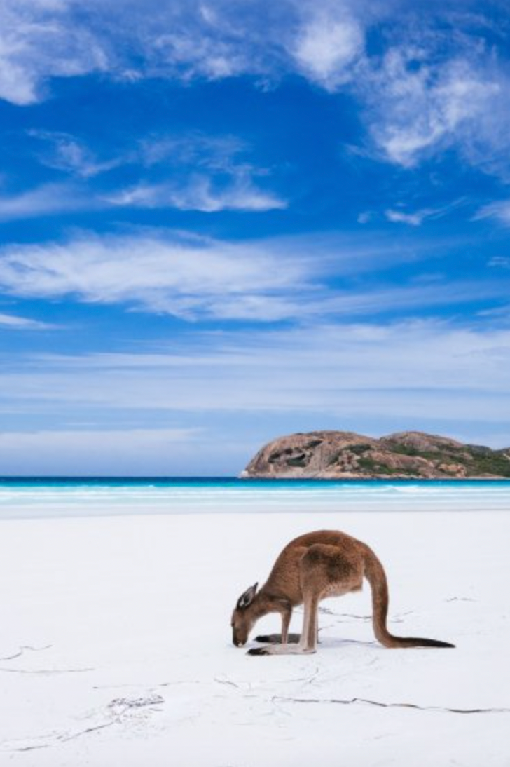 Kangaroo On The Beach / Lucky Bay, Esperance, Western Australia