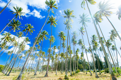 Coconuts Grove / Kauai Island, Hawaii
