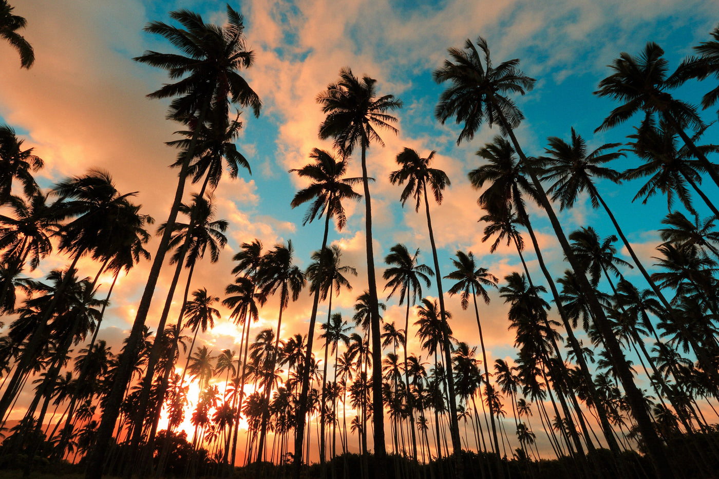Kauai Palm Trees / Kauai Island, Hawaii