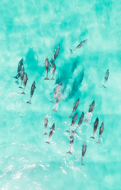 Dolphins of Byron Bay / Byron Bay, New South Wales, Australia