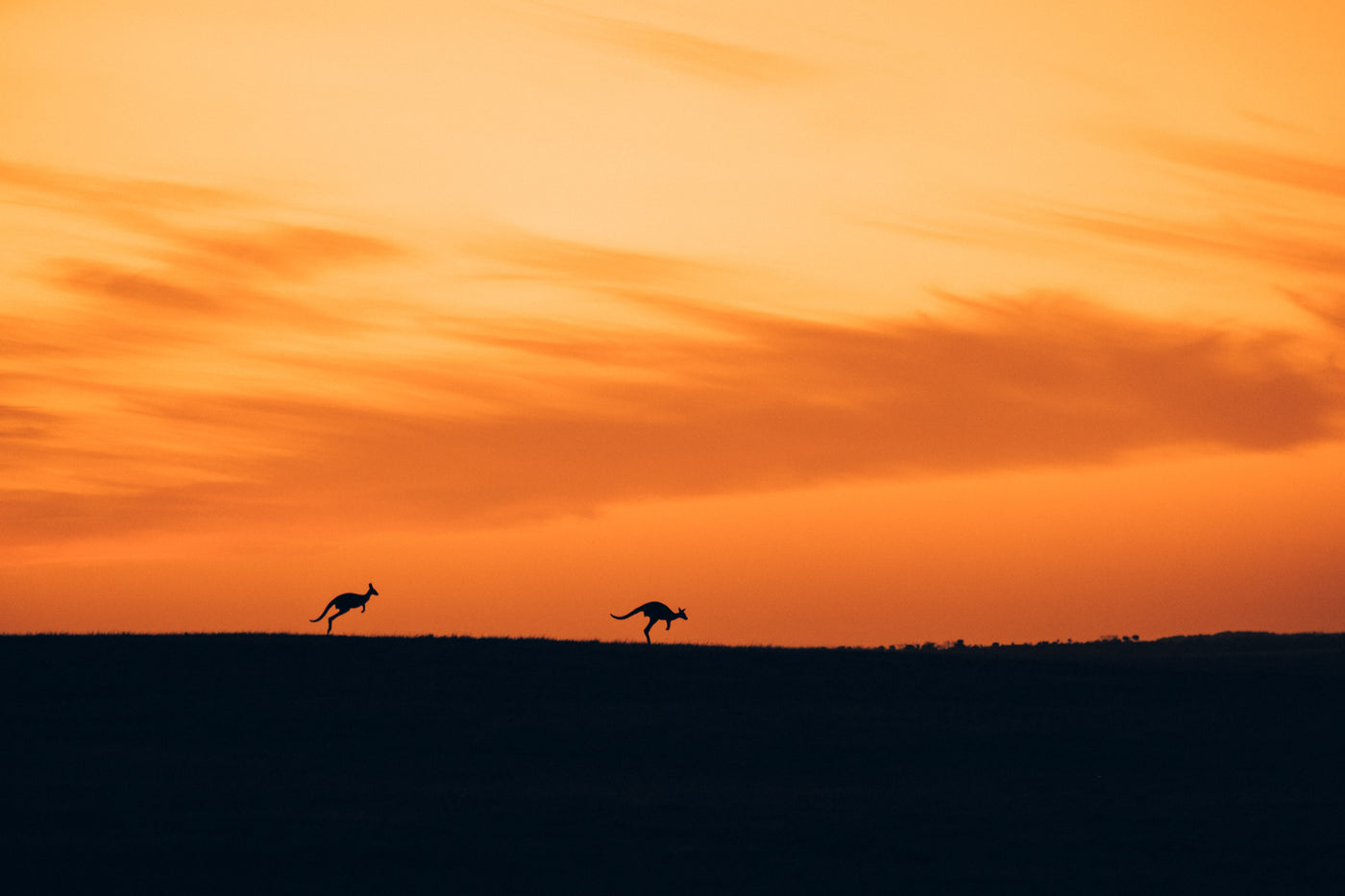 The Sihouette of Kangaroos / Esperance, Western Australia