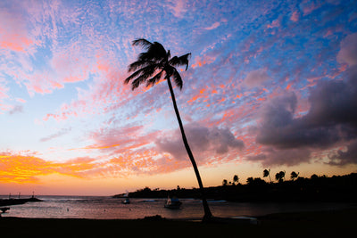Live Like Coconut Tree / Kauai Island, Hawaii