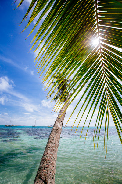 The Ray of Sunshine / Bora Bora, Tahiti