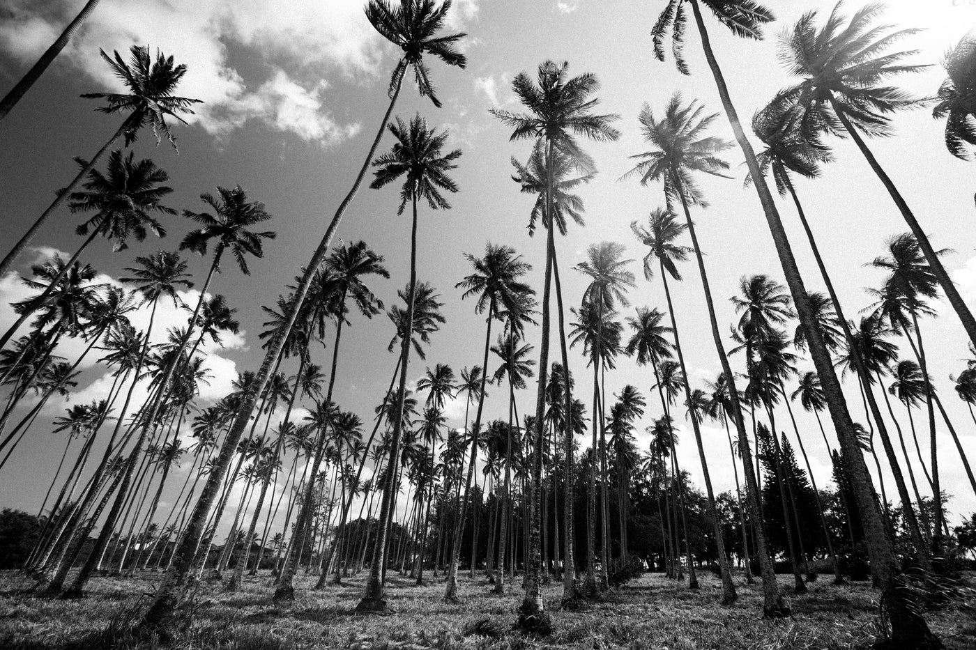 Coconuts Paradise / Kauai Island, Hawaii